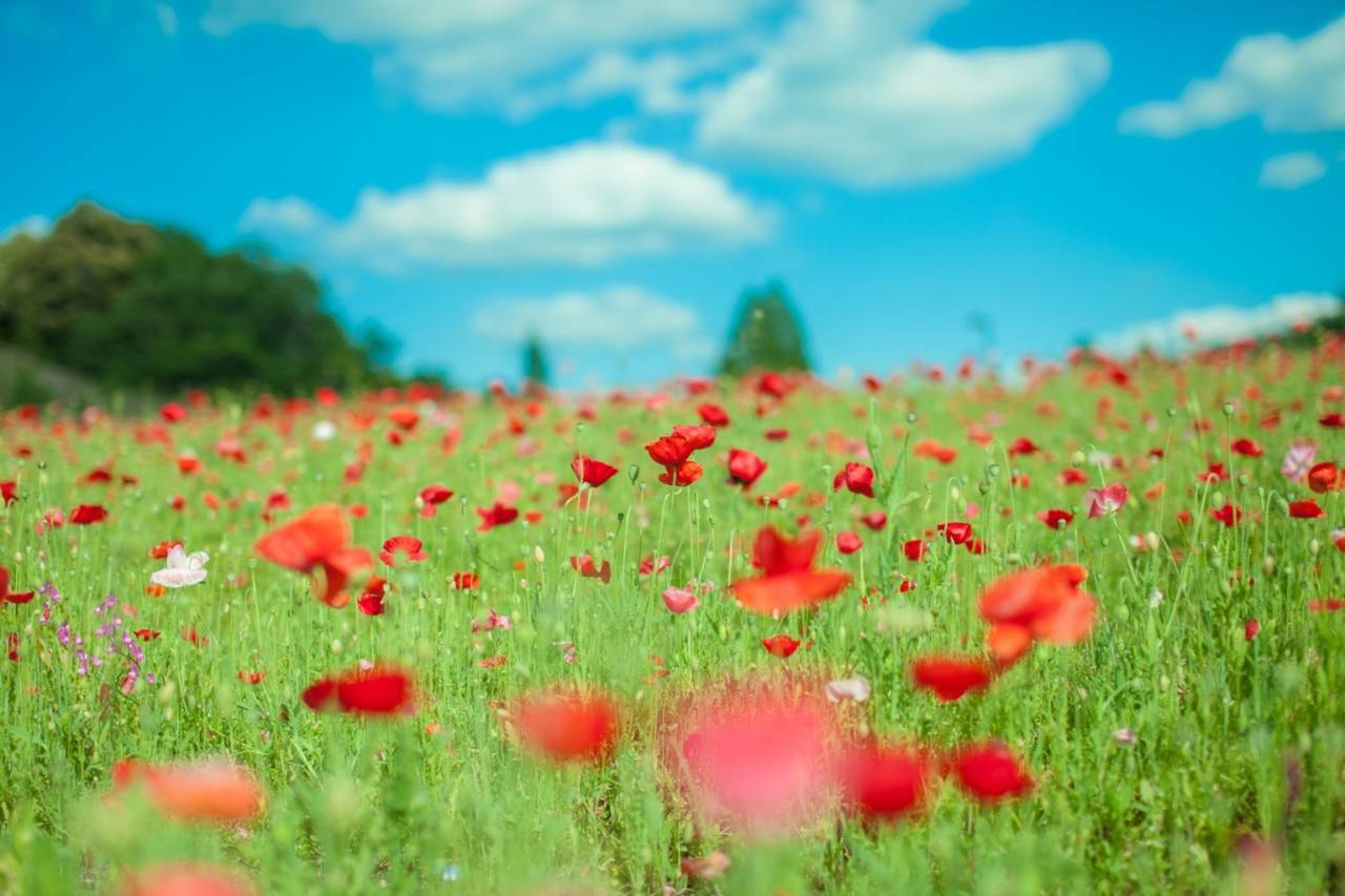 行政書士葛飾江戸川総合法務事務所